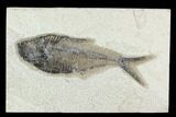 Fossil Fish (Diplomystus) - Green River Formation #129597-1